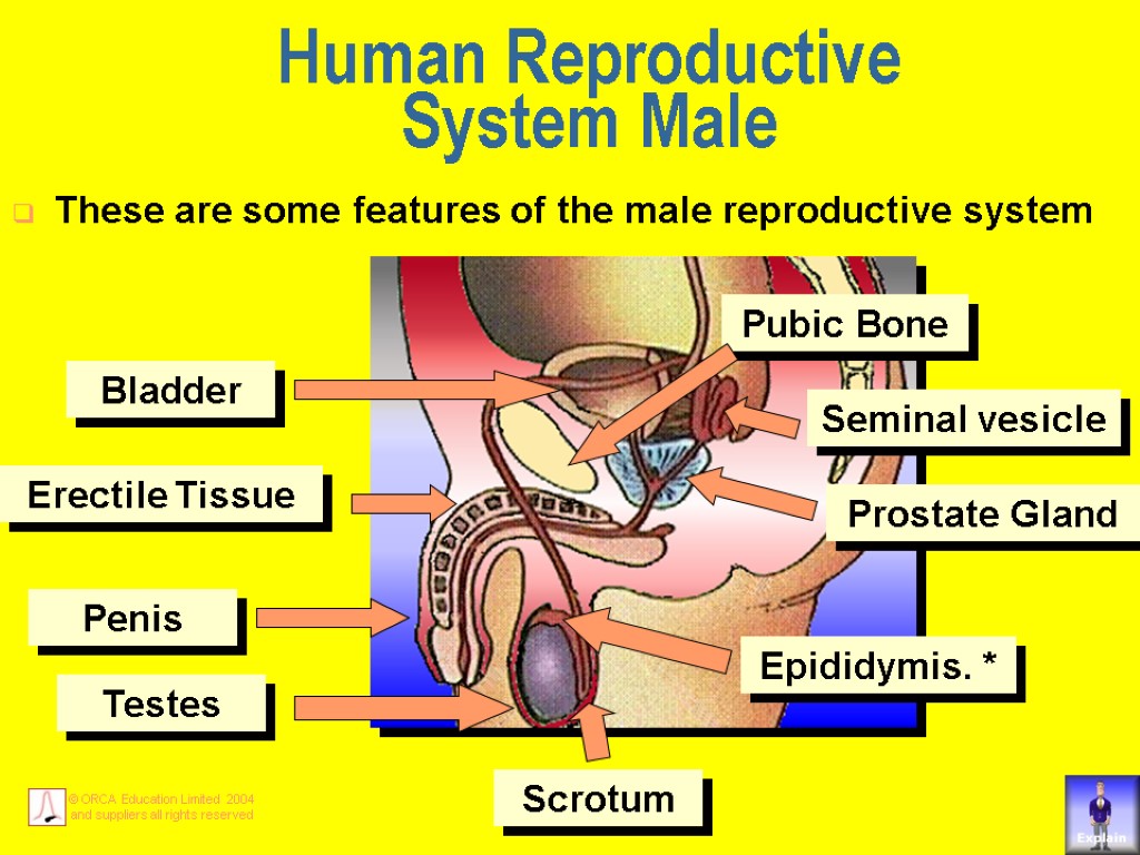 Human Reproductive System Male These are some features of the male reproductive system Testes